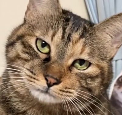 猫猫 搞怪 抽象 头像