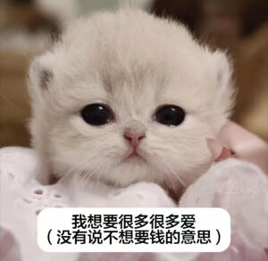 小猫表情包