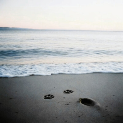 海面上の風 -《Viento en la orilla》闭眼 *垂落