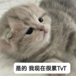 小猫表情包