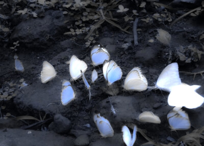 椰颂宝宝的！巨好看！