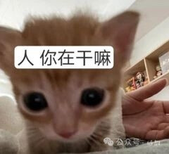 小猫表情包