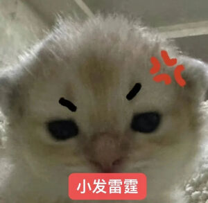小猫表情包