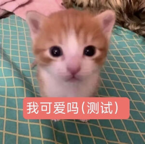 小猫表情包