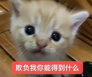 小猫表情包
