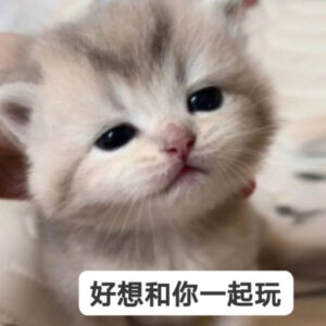 小猫表情包