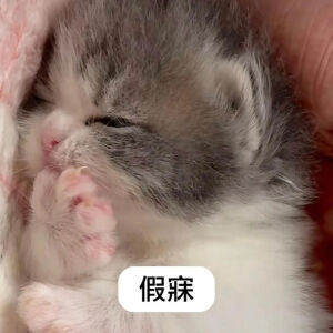 小猫表情包
