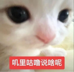 小猫表情包
