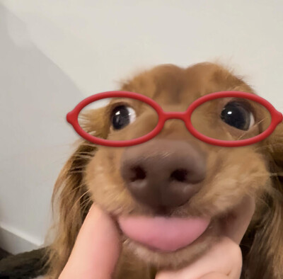 一组可爱小狗头像