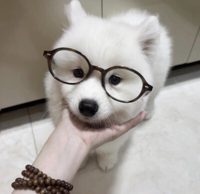 一组可爱小狗头像