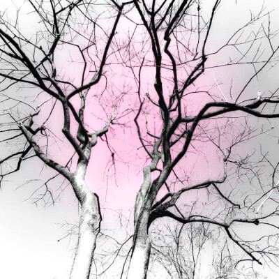 
姐姐好美（踢走其他小狗）（跑道面前摇尾巴）（又有其他小狗来）（和其他小狗打架）（踢走其他小狗）（满身伤痕摇尾巴）