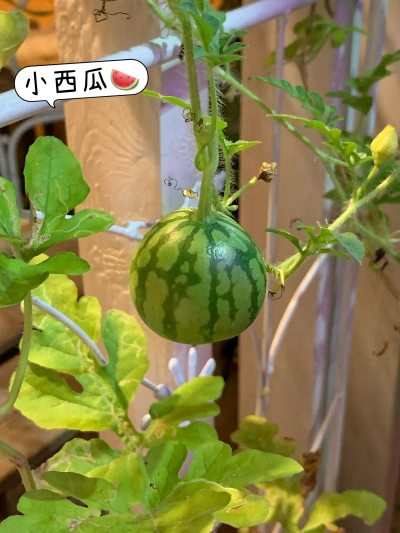 好吃