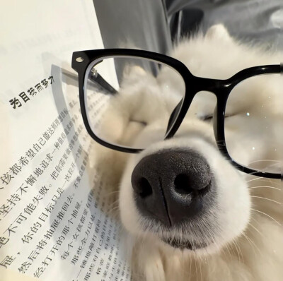 一组可爱小狗头像