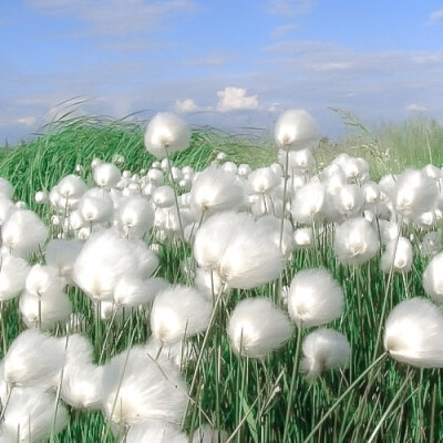 你怎么知道这是初植老师给我的嘻嘻嘻