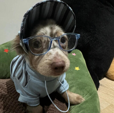 一组可爱小狗头像