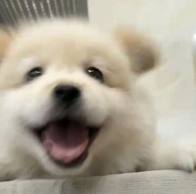 一组可爱小狗头像