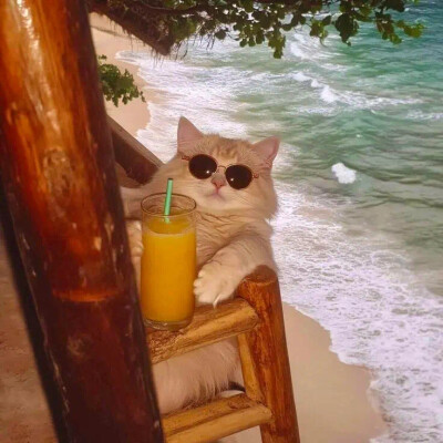 慵懒猫
