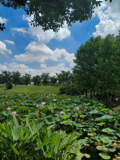景