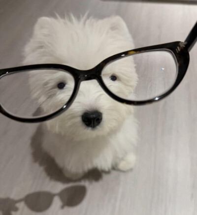 一组可爱小狗头像