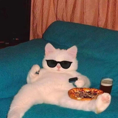 慵懒猫