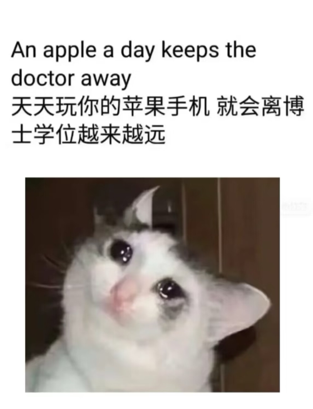 #学习表情包#猫咪表情包