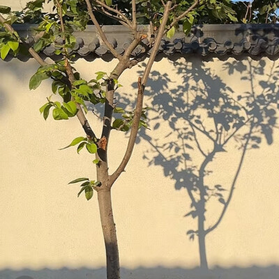 景