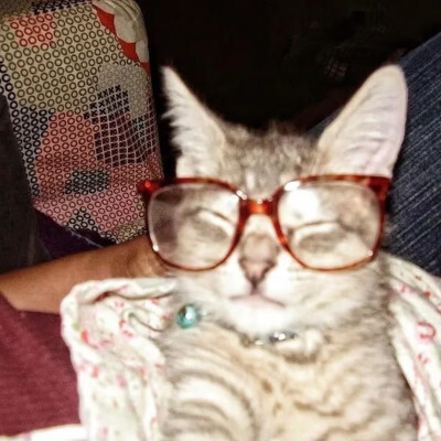 #可爱头像#萌宠头像#猫猫#哈基米#