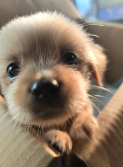 狗儿这个萌