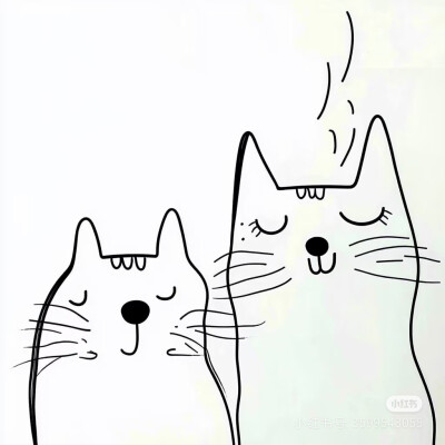 猫咪