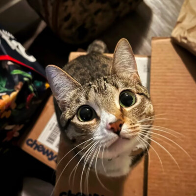 #可爱头像#萌宠头像#猫猫#哈基米#