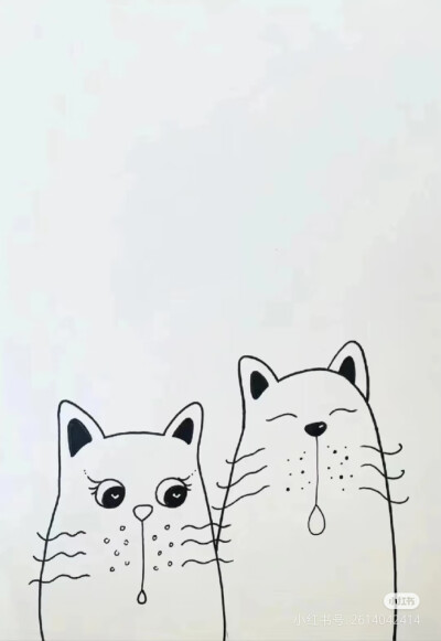 猫咪