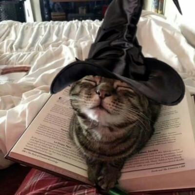 #可爱头像#萌宠头像#猫猫#哈基米#