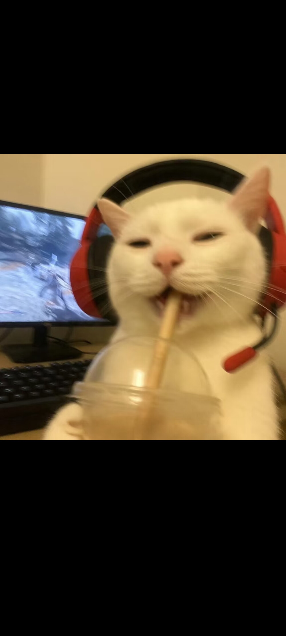 #可爱头像#萌宠头像#猫猫#哈基米#