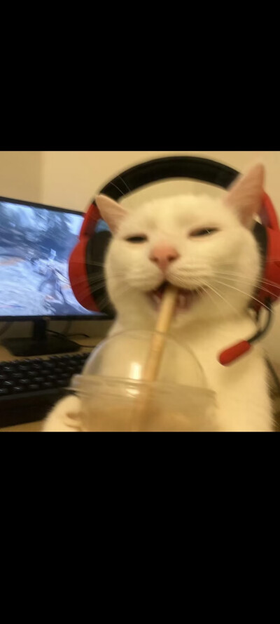 #可爱头像#萌宠头像#猫猫#哈基米#