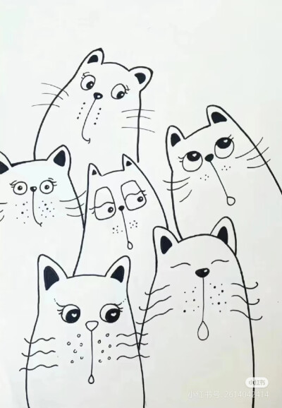 猫咪