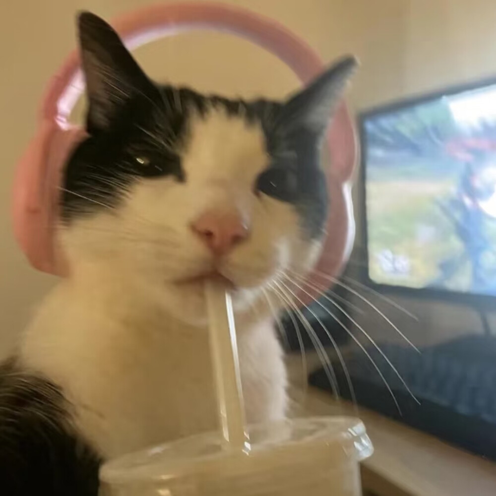 #可爱头像#萌宠头像#猫猫#哈基米#