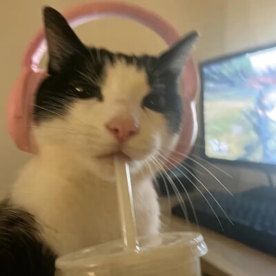 #可爱头像#萌宠头像#猫猫#哈基米#