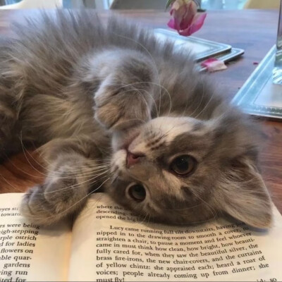 #可爱头像#萌宠头像#猫猫#哈基米#
