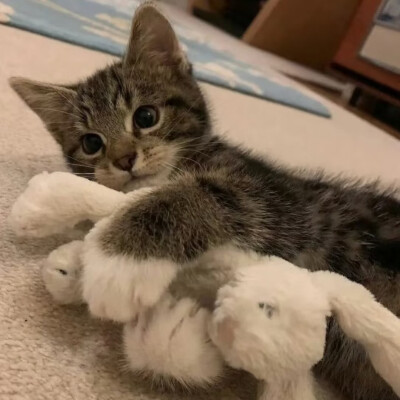 #可爱头像#萌宠头像#猫猫#哈基米#