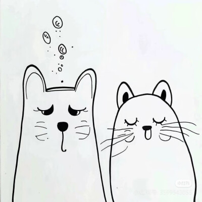 猫咪