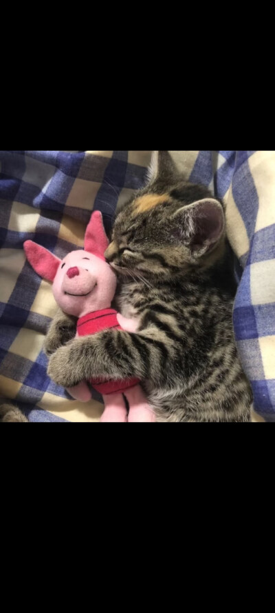 #可爱头像#萌宠头像#猫猫#哈基米#