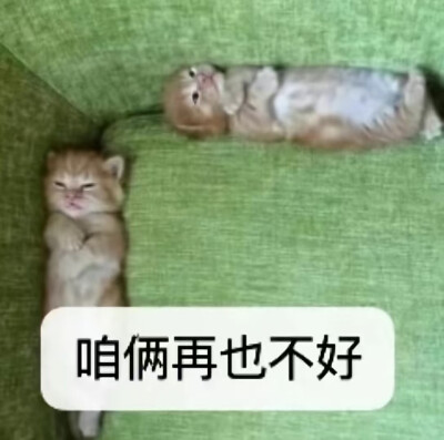 猪是世界上最圆的天使