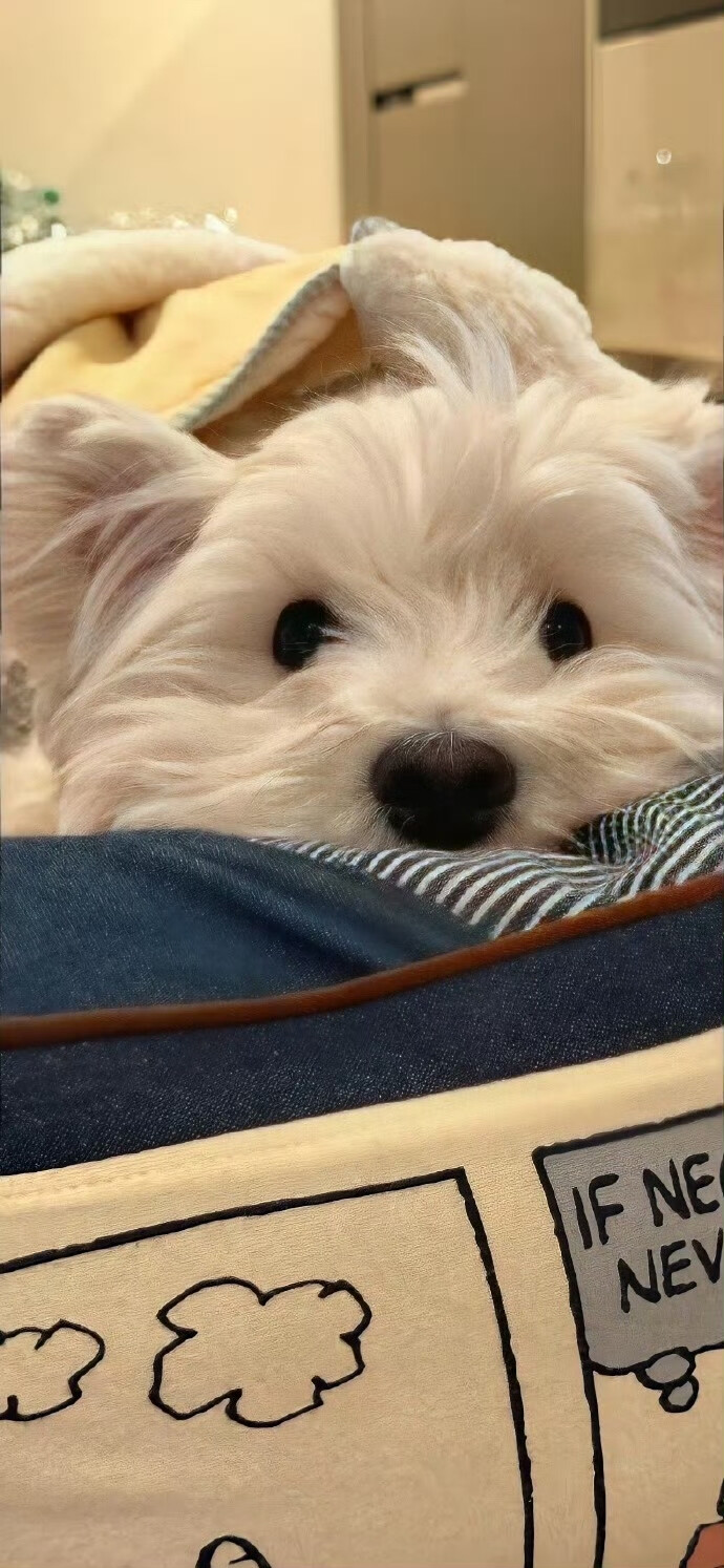 壁纸