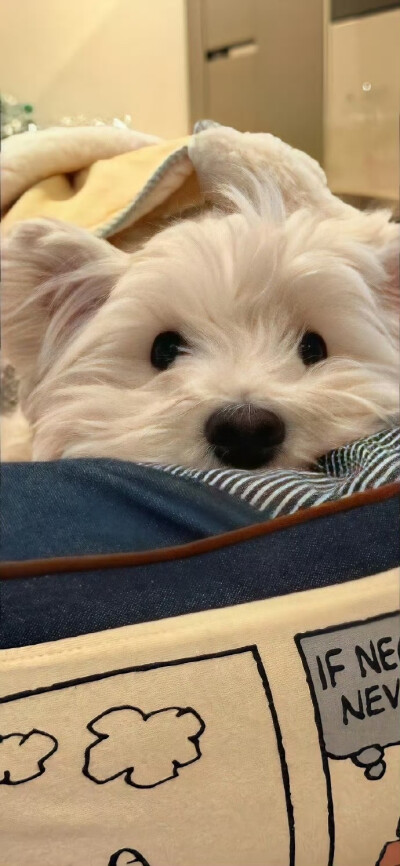 壁纸