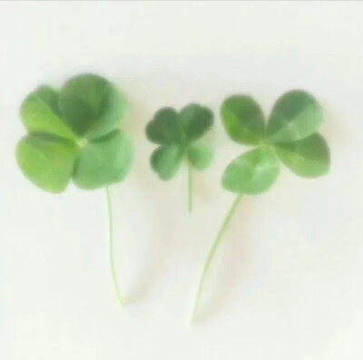 绿色系背景图 简介