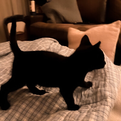 
借来的猫 初次渗入心脏的呼吸