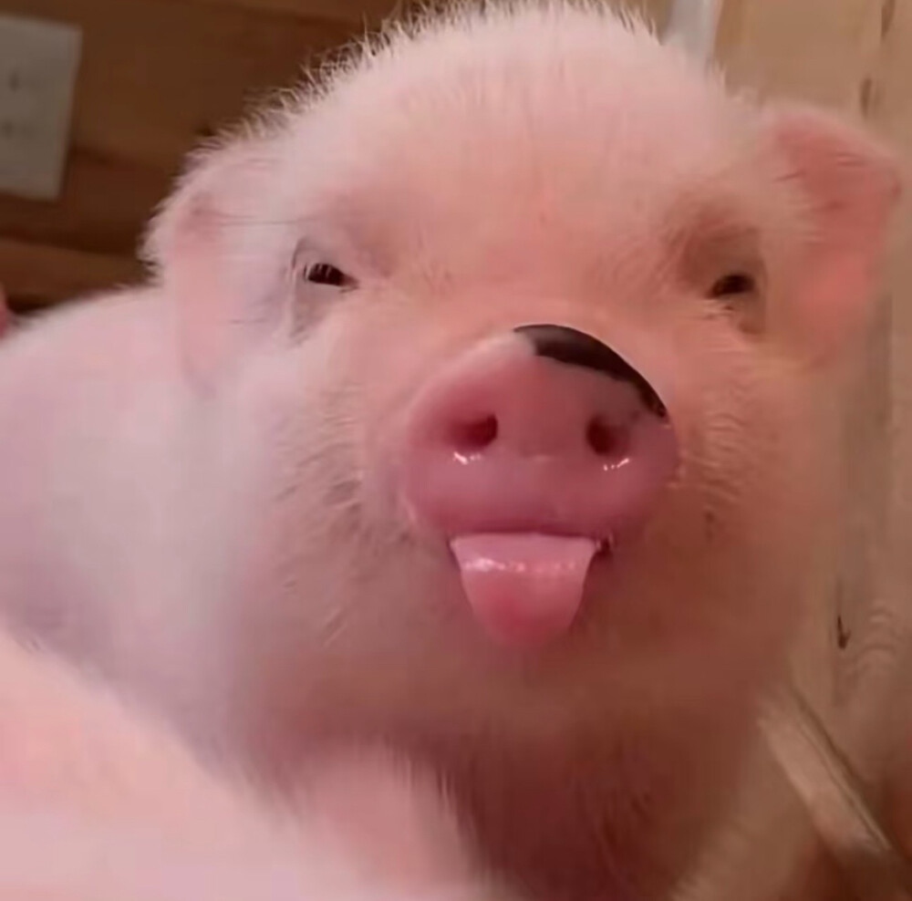 猪是世界上最圆的天使