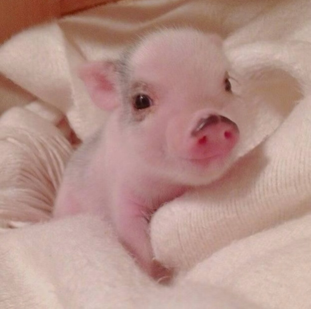 猪是世界上最圆的天使