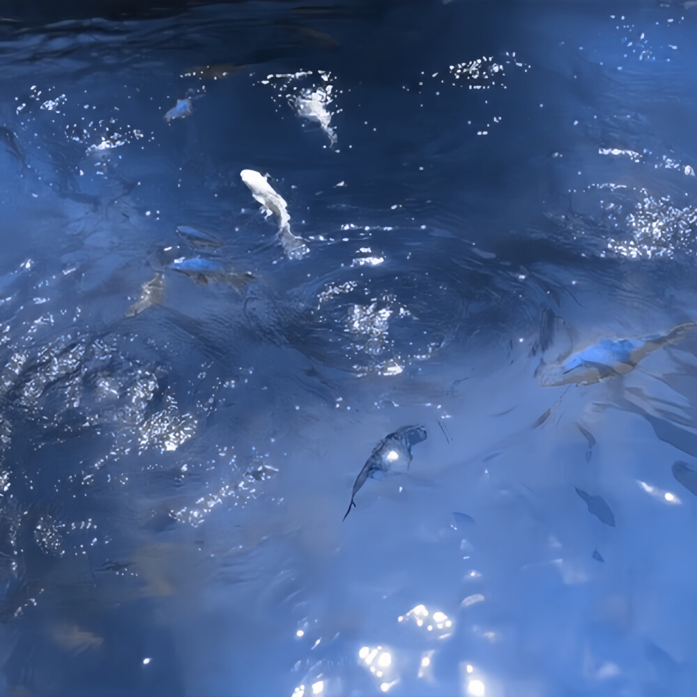 「 加州 的蓝色 」* 重逢季