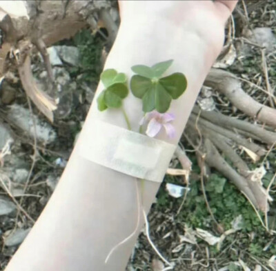 绿色系背景图 简介
